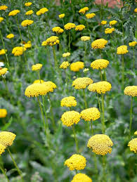 We did not find results for: Top Perennials For Adding Color To Your Garden Better Homes Gardens