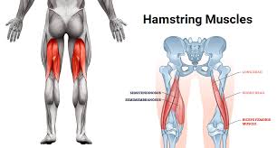 15 best hamstring exercises for strong