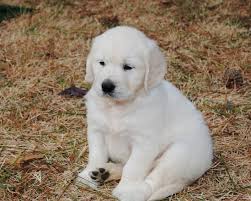 Many breeds of puppies for sale in georgia , some are sold cheap. English Cream Golden Retriever Golden Retriever Breeders And Information