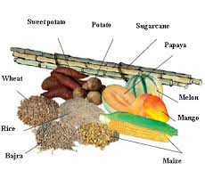 Components Of Food Food Cbse Class 6 Ekshiksha