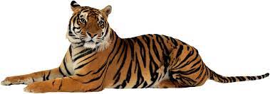 tiger png image free tigers