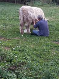 milking scotish highland cattle