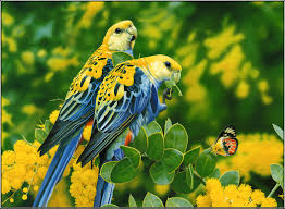 50 beautiful bird wallpaper
