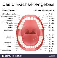 Teeth Names And Permanent Teeth Eruption Chart German