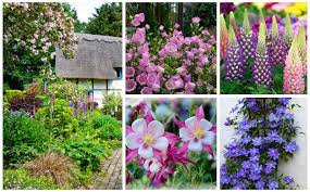 17 Stunning Cottage Garden Perennials