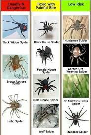 Spiders Animals Common Spiders Spider Identification