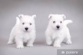 Wall Mural West Highland White Terrier