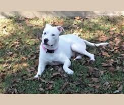 Dogo argentino information including personality, history, grooming, pictures, videos, and the akc breed standard. Embark Dog Dna Test Breed