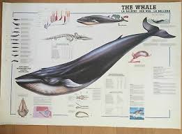 Whales Educational Poster Poster Print 36x24 10 99