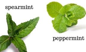 In this spearmint vs mint comparison we must specify that first that both mints are from different species. Ultimate Guide To Mint Tea Recipe Included