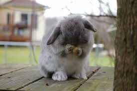 Rabbits Allergies Symptoms Causes
