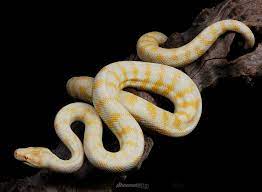 darwin carpet python morelia spilota