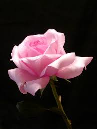 free stock photo of pink rose