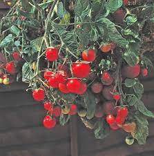 order garden pearl tomato seeds