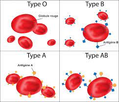 Groupes sanguins (O, A, B, AB) : définition et compatibilité