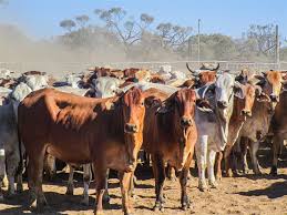 Home » brahman cattle for sale. 175 Brahman X Cows Listing Cattlesales