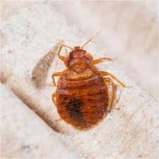 bed bugs live in a sealed plastic bag