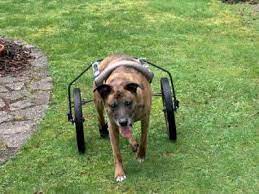 diy dog wheelchair homemade dog