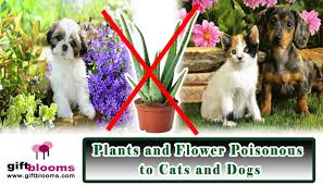 Keep your pets safe by making sure plants in your home and garden will poisonous to cats and dogs if ingested, the toxic principle is soluble calcium oxalates, which are more concentrated in the for cats, daylilies are far more dangerous. 5 Plants And Flower Poisonous To Cats And Dogs
