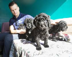 poodle puppies left by side of road to