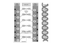 3 3 dna structure sl1 biology ferguson