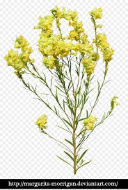Mustard Plant Png Free Mustard Plant Png Transparent