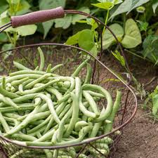 growing green beans bush beans vs