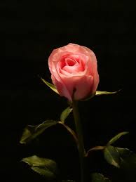 photo of pink rose bud dark background