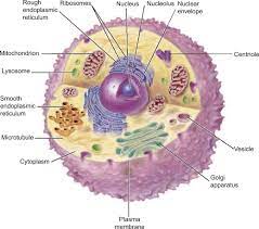 eukaryotic cell an overview