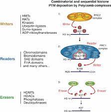 Acetylation methylation collagen hydroxylation adp ribosylation protein carboxylation fatty acylation. Combinatorial And Sequential Histone Post Translational Modifications Download Scientific Diagram
