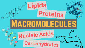 macromolecules cles and functions