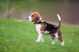 pocket beagles the complete guide