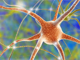 somatic nervous system definition