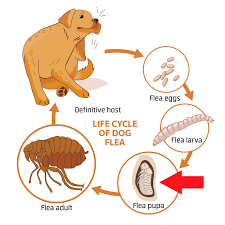 flea control and treatments for the