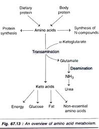 Metabolism Of Amino Acids A Close Look With Diagram