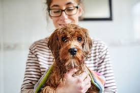how to bathe a dog a pro groomer s top