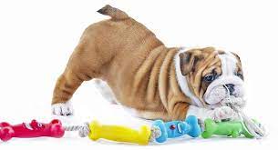 best toys for english bulldogs your
