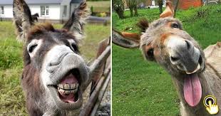 20 adorable donkeys that will make you