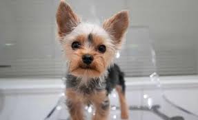 how to take care of a yorkie puppy