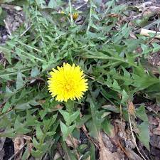dandelion herb of the week