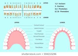 Royalty Free Canine Teeth Stock Images Photos Vectors