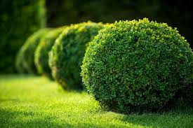 best evergreen shrubs for a perfect garden
