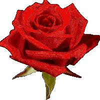 beautiful rose gif gifs tenor