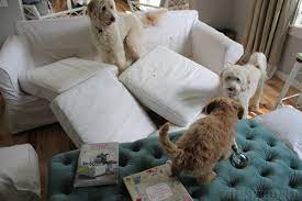 White Slipcovers Part Two Pet Edition