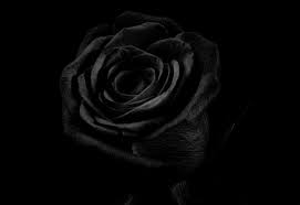 black rose mean symbolic meaning