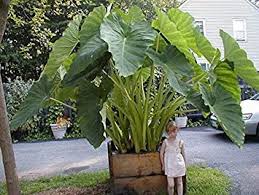 Care for giant elephant ears in winter the care and effort it takes to overwinter elephant ears (colocasia spp.), the soil can dry out completely during the dormant period, but natural rainfall will likely keep the soil moist. 100 Giant Elephant Ear Plant Fresh Colocasia Pflanzengattung Mix Seeds Large Leaf Seeds Amazon De Garden