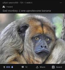 Find & download the most popular funny monkey photos on freepik free for commercial use high quality images over 8 million stock photos. Just Unsubbed From R Ape Because It Went From Funny Monkey Memes To Reposts Of Older Posts On The Sub And People Karmawhoring Justunsubbed