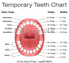 Temporary Teeth Primary Eruption