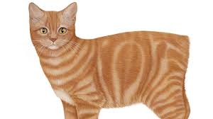 That's a lot of information! Domestic Shorthair Colours Facts Britannica