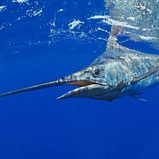 Blue Marlin National Geographic